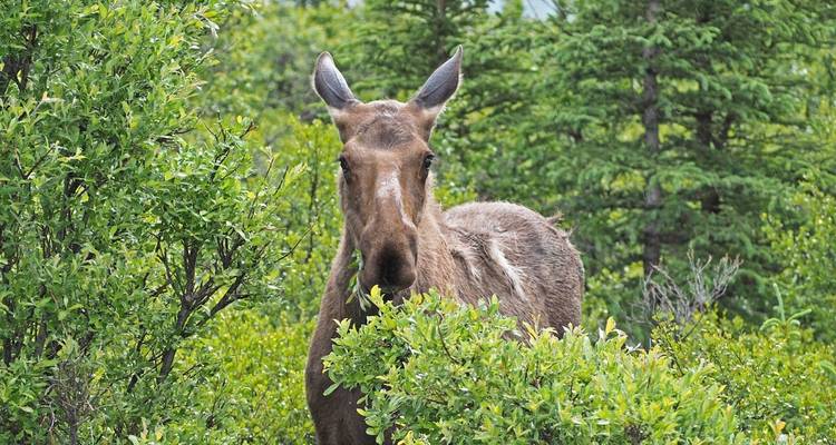 La faune et la nature en point de mire - EPIC NORTH Tour Experiences Inc. 2