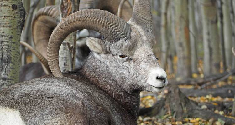 La faune et la nature en point de mire - EPIC NORTH Tour Experiences Inc. 6