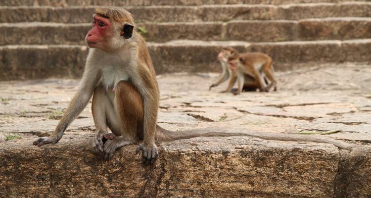 Itinerario de 4 días por Sri Lanka - Holiday Lanka Tours 3