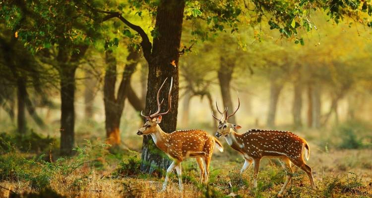 Sauvage et divin au Sri Lanka - Overa Tours 1