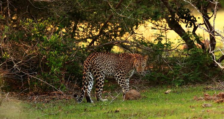 Sauvage et divin au Sri Lanka - Overa Tours 2