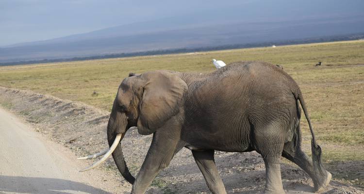 Een olifant met een vogel op zijn rug die langs een weg loopt.