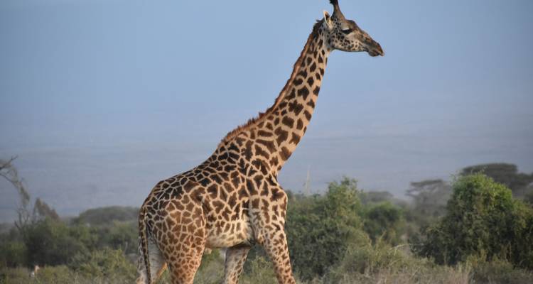 Een giraffe staat hoog tegen een uitgestrekt savannelandschap.