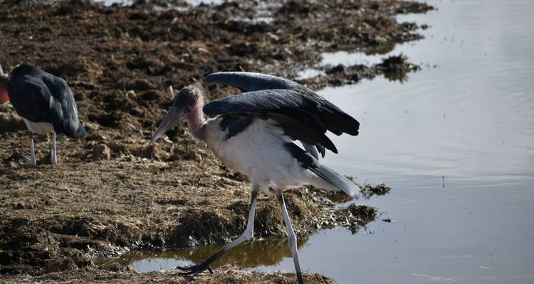 5 Días de Safari en Jeep 4x4 en Kenia - Pam Tours and Travel  6