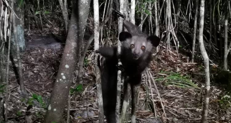 Circuito a la fauna de Madagascar 14D/13N - Across Africa Tours & Travel 2