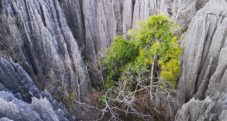 Circuito a la fauna de Madagascar 14D/13N - Across Africa Tours & Travel 4