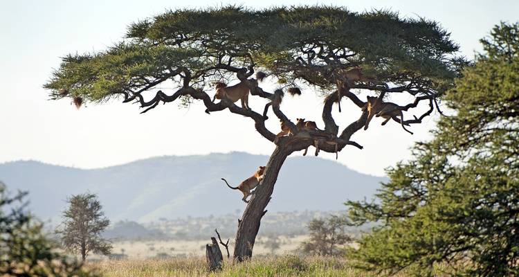 Ouganda - Aventure de conservation des gorilles - Discover Corps 2