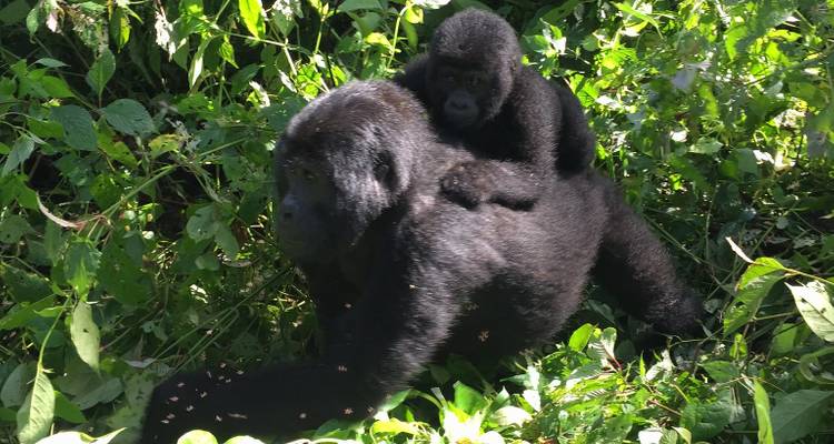 Ouganda - Aventure de conservation des gorilles - Discover Corps 4