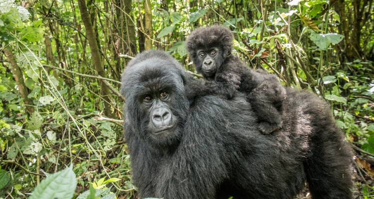 Ouganda - Aventure de conservation des gorilles - Discover Corps 10