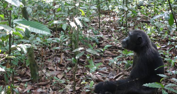 Ouganda - Aventure de conservation des gorilles - Discover Corps 8