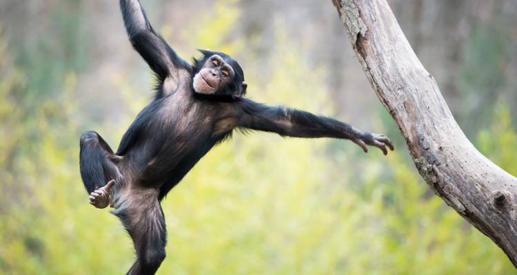 Ouganda - Aventure de conservation des gorilles - Discover Corps 7