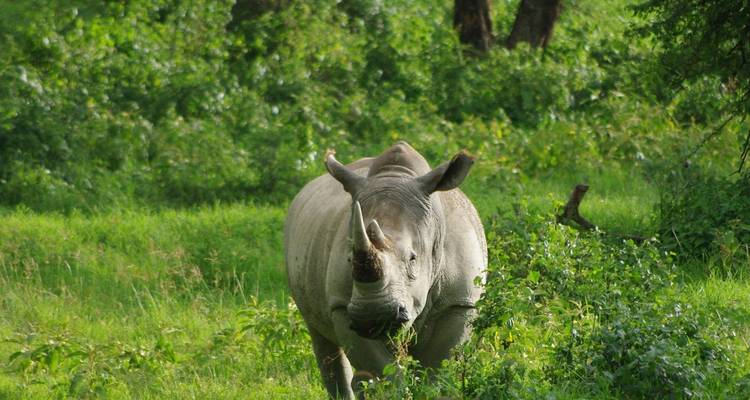 Safari en avión de 5 días por Kenia 2025/2026 - CKC Tours & Travel 3