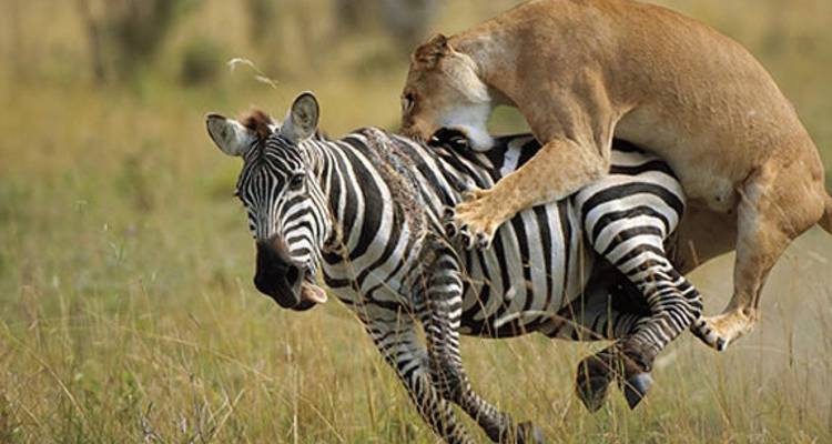 Safari en avión de 5 días por Kenia 2025/2026 - CKC Tours & Travel 1