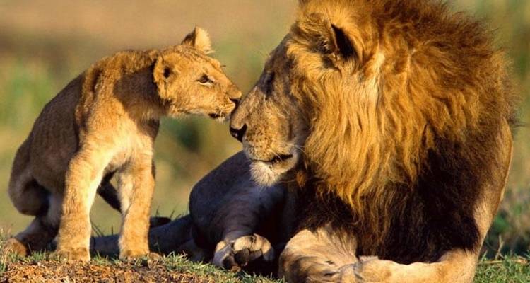 Lion and lion cub in close interaction.