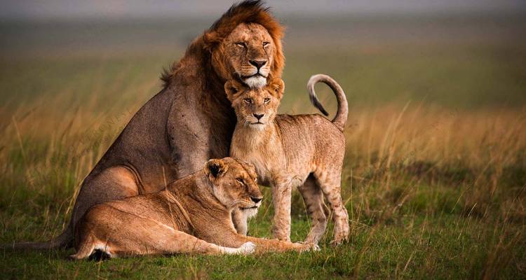 Lion family in the grassland.