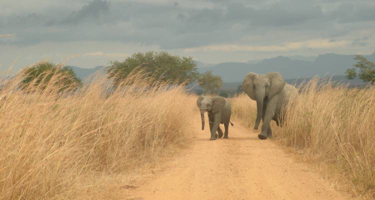 2 jours - Safari dans le parc national de Mikumi Départ de Zanzibar, Dar-es-salaam - Silver Sky Travel 3