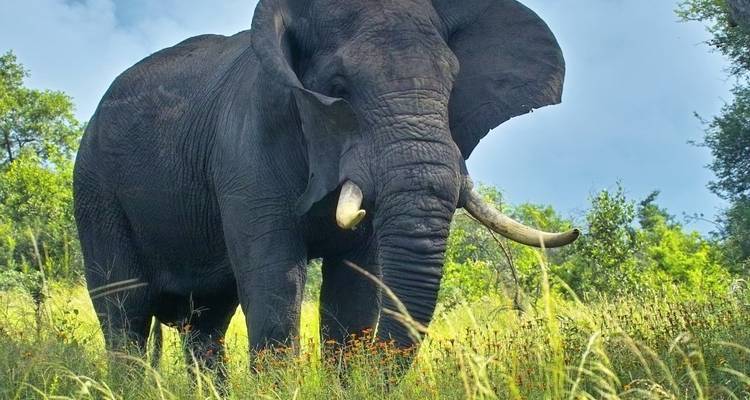 2 jours - Safari dans le parc national de Mikumi Départ de Zanzibar, Dar-es-salaam - Silver Sky Travel 7