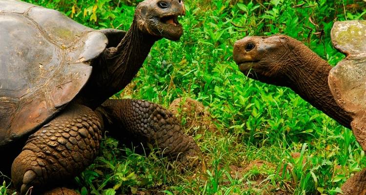 Unique Galápagos Island Hopping Tour with Española Island - PALMARVOYAGES Tour Operator in ECUADOR 10