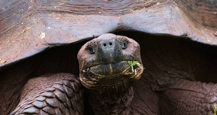 Unique Galápagos Island Hopping Tour with Española Island - PALMARVOYAGES Tour Operator in ECUADOR 3