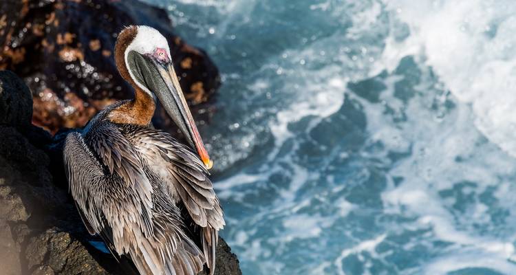 Unique Galápagos Island Hopping Tour with Española Island - PALMARVOYAGES Tour Operator in ECUADOR 6