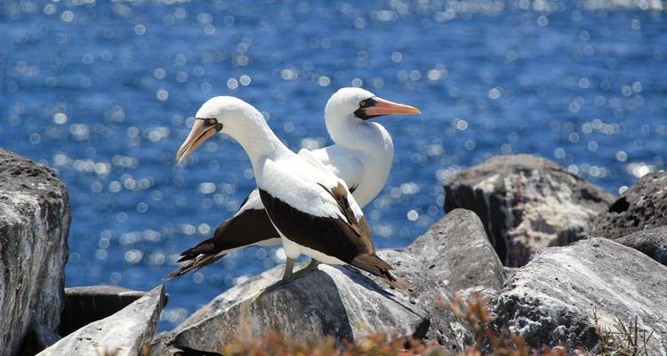 Unique Galápagos Island Hopping Tour with Española Island - PALMARVOYAGES Tour Operator in ECUADOR 2
