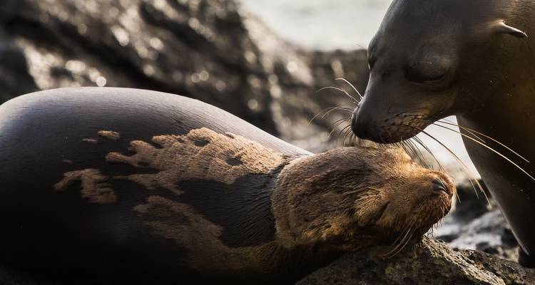 Unique Galápagos Island Hopping Tour with Española Island - PALMARVOYAGES Tour Operator in ECUADOR 8