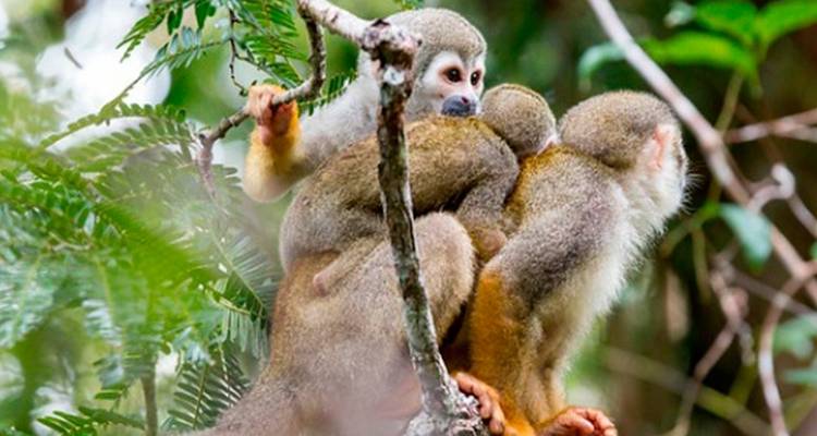 Amazon Yasuni Park Trip in Superior Eco Lodge - PALMARVOYAGES Tour Operator in ECUADOR 4