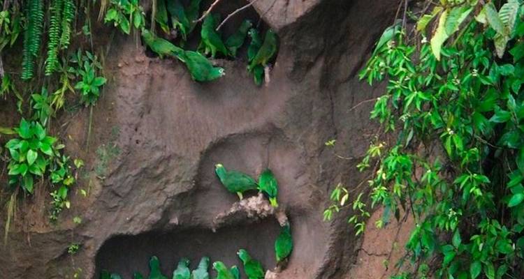 Amazon Yasuni Park Trip in Superior Eco Lodge - PALMARVOYAGES Tour Operator in ECUADOR 2
