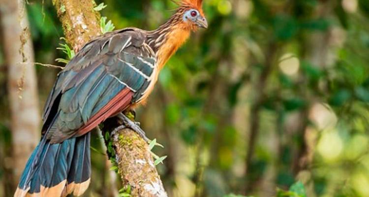 Amazon Yasuni Park Trip in Superior Eco Lodge - PALMARVOYAGES Tour Operator in ECUADOR 3