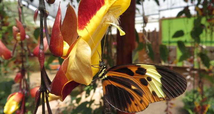 Ecuador Mindo Cloud Forest Trip in Eco Chalet - PALMARVOYAGES Tour Operator in ECUADOR 8