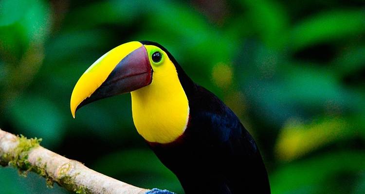 Ecuador Mindo Cloud Forest Trip in Eco Chalet - PALMARVOYAGES Tour Operator in ECUADOR 3