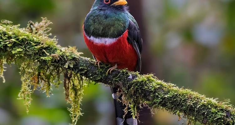 Un oiseau aux couleurs vives perché sur une branche moussue.
