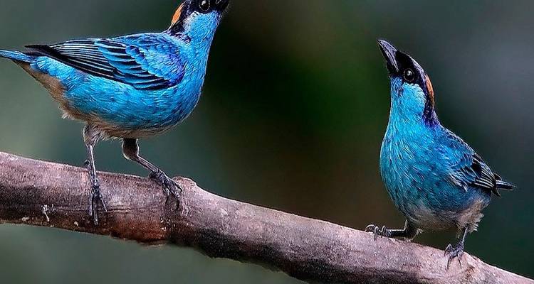Ecuador Mindo Cloud Forest Trip in Eco Chalet - PALMARVOYAGES Tour Operator in ECUADOR 4