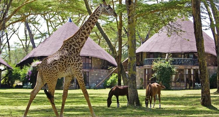 9 jours - Best of Kenya Wildlife 4X4 Jeep Safari - Gracepatt Ecotours Kenya 1