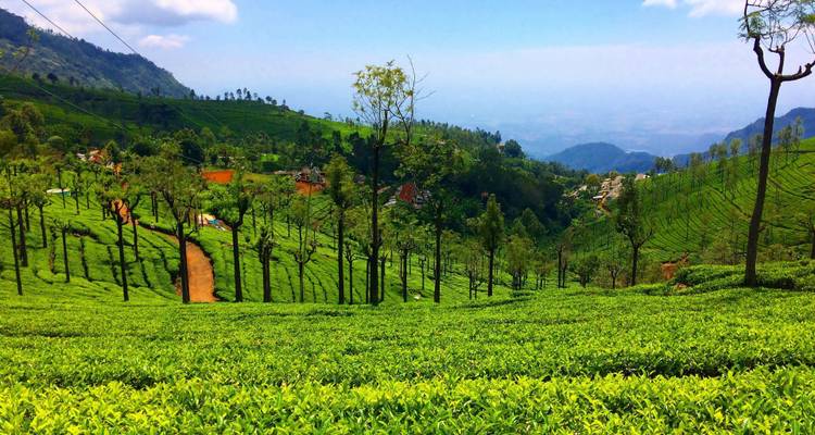 Forfait Mysore - Ooty - Coorg - Kerala Holiday Club 3