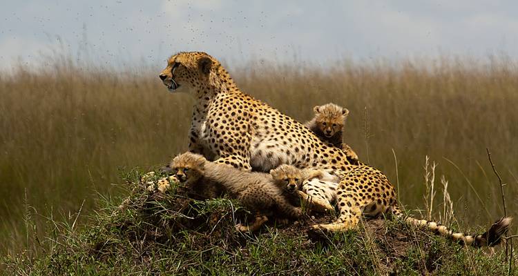 11 Days Best of Kenya & Tanzania Private 4 X 4 Luxury Safari- Hot Air Balloon Safari Experience- High End - Gracepatt Ecotours Kenya 8