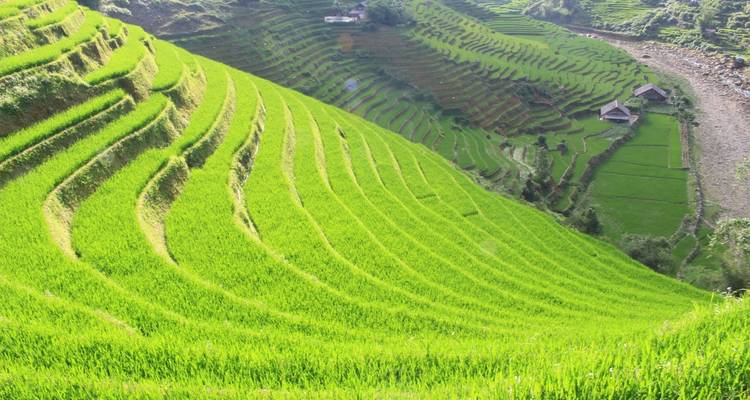 Campos verdes en terrazas en un valle.
