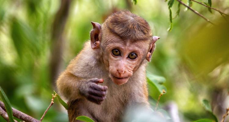 Itinerario de 2 semanas por Sri Lanka - Holiday Lanka Tours 1