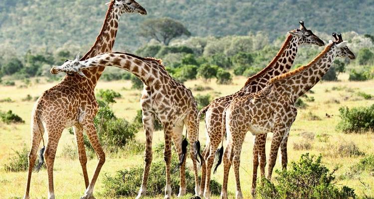 7 días Aberdares, lago Nakuru, lago Naivasha y Masai Mara - safari de lujo en globo aerostático incluido - Gracepatt Ecotours Kenya 7