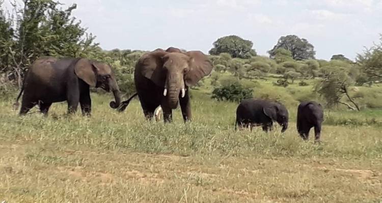 Un safari pédestre inoubliable - 7 days - Maasai African Guides and DMC Ltd 6