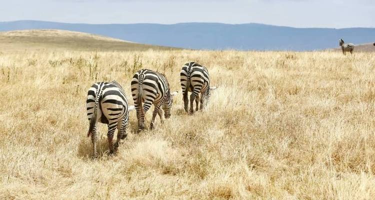 Un safari pédestre inoubliable - 7 days - Maasai African Guides and DMC Ltd 4