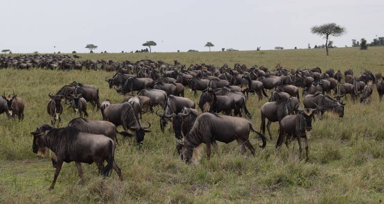 10 jours de safari spectaculaire en Tanzanie - SAFARI360 1