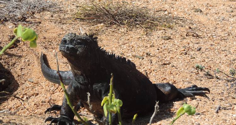 Galapagos Experience: 5 days - Lead Adventures  1