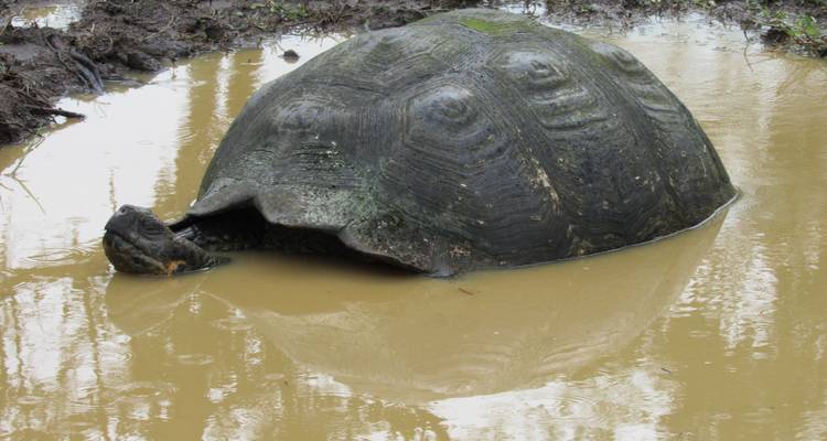 Découverte de la plongée aux Galápagos - 4 jours - Cami Adventures 1