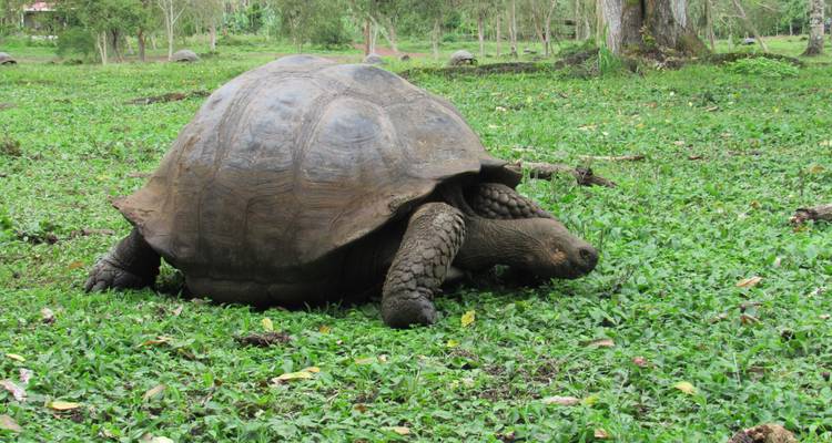 Découverte de la plongée aux Galápagos - 4 jours - Cami Adventures 4