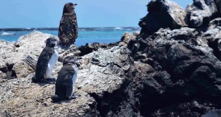Galápagos Experience: 7 days - Lead Adventures  2