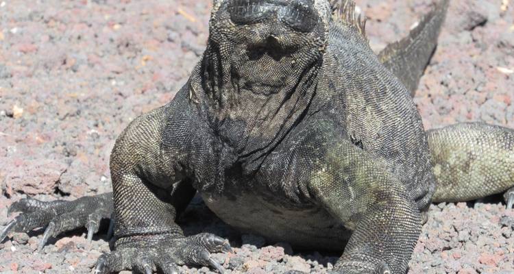 Plongée sous- marine aux Galápagos - 5 jours - Cami Adventures 2