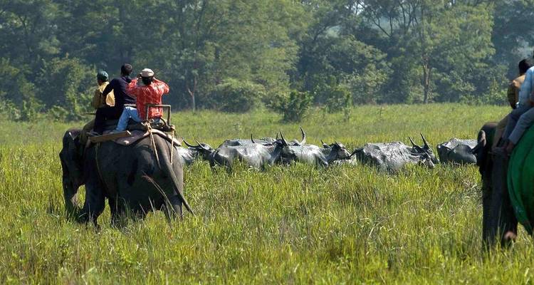 Riverside Reverie: Guwahati, Kaziranga & Majuli Expedition - Agora Voyages OPC Pvt Ltd 7