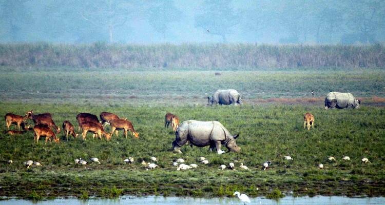 Riverside Reverie: Guwahati, Kaziranga & Majuli Expedition - Agora Voyages OPC Pvt Ltd 4