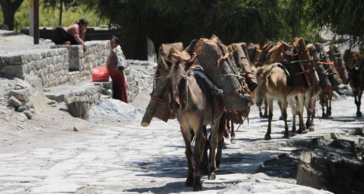Senderismo Alto Mustang - 15 días - Oriental Journeys Pvt. Ltd. 3
